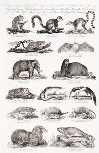 Different Types of Quadrupeds by Unbekannt Unbekannt